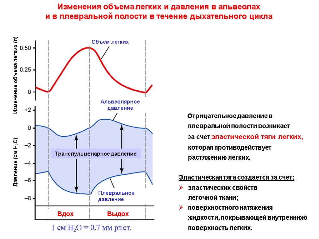 Отрицательное давление в плевральной полости возникает за счет эластической тяги легких, которая противодействует растяжению